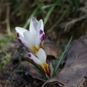 Paarse Crocus sieberi bloem in close-up.