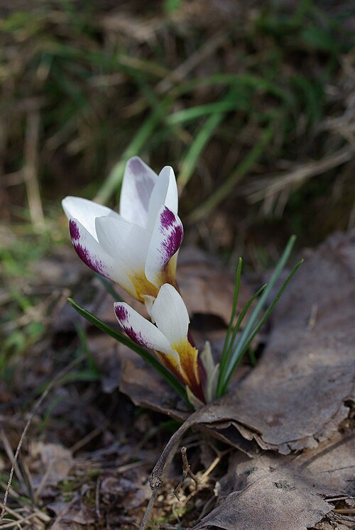 Paarse Crocus sieberi bloem in close-up.
