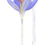 Purple Crocus speciosus flower cross-section with yellow stamens.