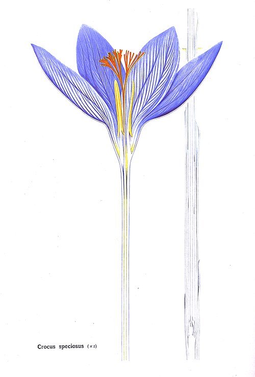 Purple Crocus speciosus flower cross-section with yellow stamens.