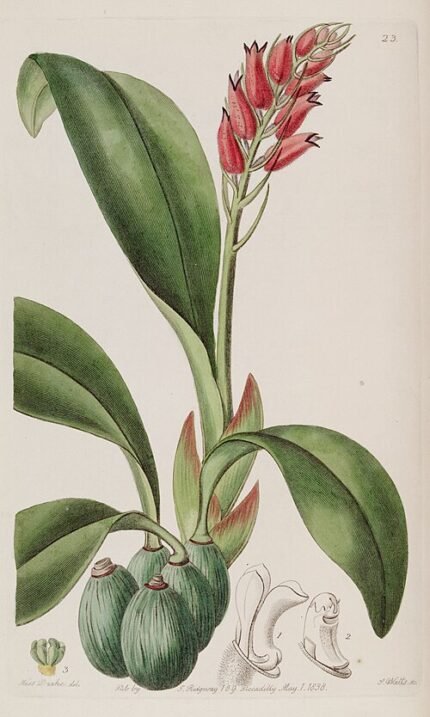 Cryptochilus orchidee bloem met rood, wit en paarse markeringen op kleigrond.