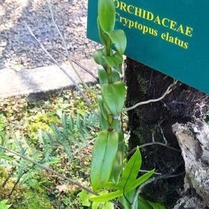 Purple Cryptopus elatus orchid with green leaves at Monvert Fernery, Mauritius.