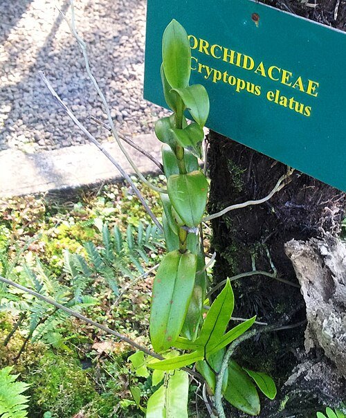 Purple Cryptopus elatus orchid with green leaves at Monvert Fernery, Mauritius.
