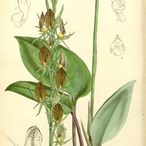 Cryptostylidinae orchidee met witte en paarse bloemen op botanische achtergrond.