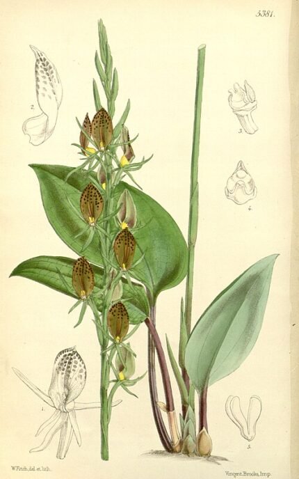 Cryptostylidinae orchidee met witte en paarse bloemen op botanische achtergrond.