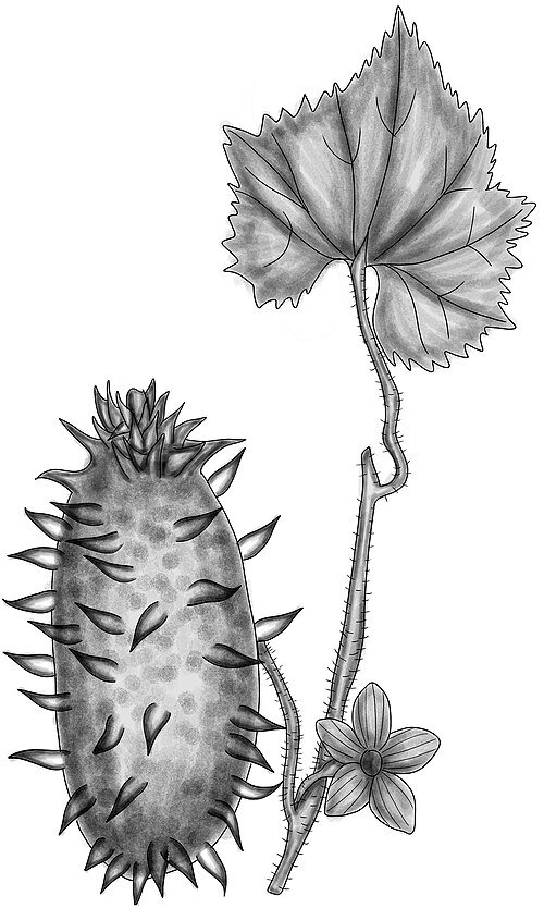 Exotische oranje kiwano fruit met stekelige huid en groene stelen.