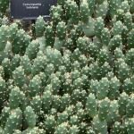 Cumulopuntia boliviana cactus met lange groene stelen en gele bloemen in een botanische tuinsetting.