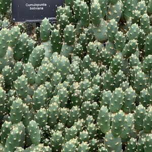 Cumulopuntia boliviana cactus met lange groene stelen en gele bloemen in een botanische tuinsetting.