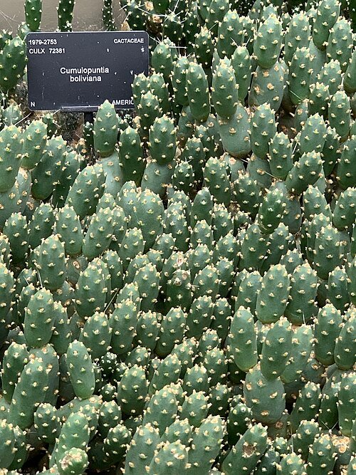 Cumulopuntia boliviana cactus met lange groene stelen en gele bloemen in een botanische tuinsetting.