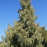 Cupressus cashmeriana boom met zilverachtige bladeren en kegelvormige dennenappels.
