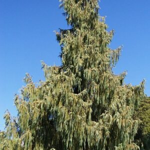Cupressus cashmeriana boom met zilverachtige bladeren en kegelvormige dennenappels.