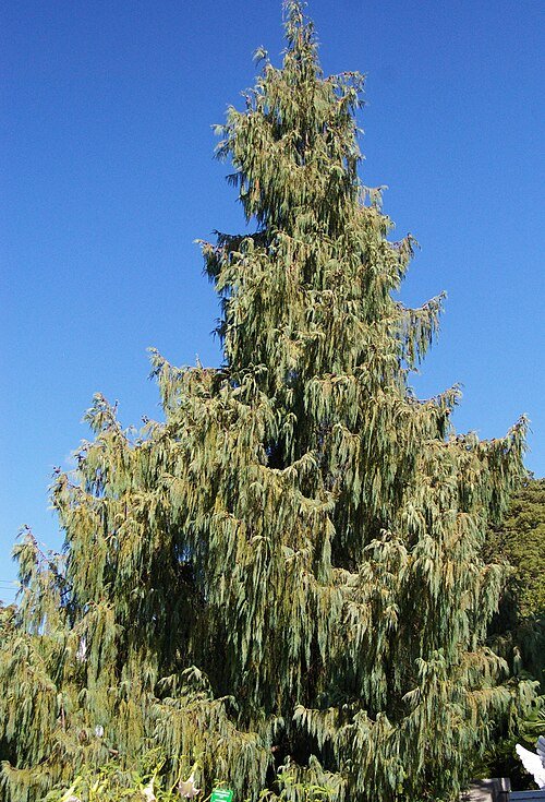 Cupressus cashmeriana boom met zilverachtige bladeren en kegelvormige dennenappels.