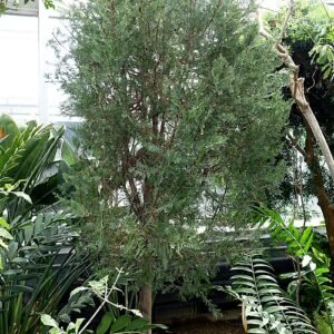 Zeldzame Cupressus dupreziana boom in Lyman Plant House, Smith College.