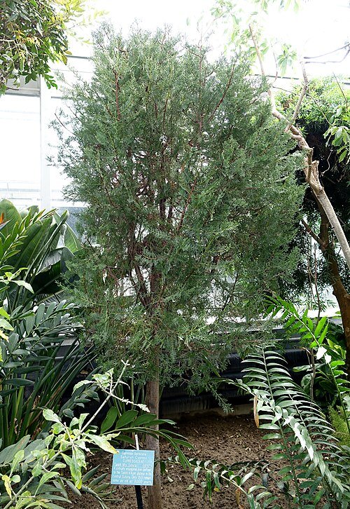 Zeldzame Cupressus dupreziana boom in Lyman Plant House, Smith College.