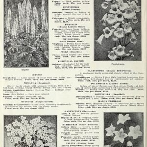 Monarda ‘Cambridge Scarlet’ bloeit met heldere rode bloemen.