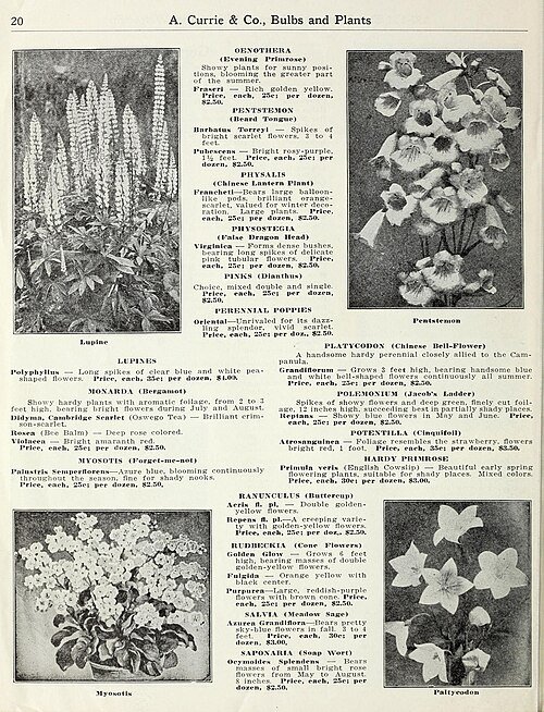 Monarda ‘Cambridge Scarlet’ bloeit met heldere rode bloemen.