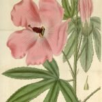 Rode hibiscusbloem op groene bladeren.