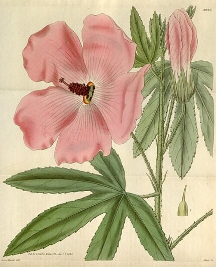 Rode hibiscusbloem op groene bladeren.