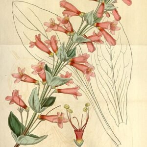 Penstemon bloem in paarse en witte tinten op botanische illustratie.