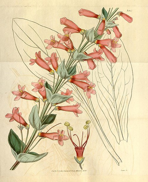 Penstemon bloem in paarse en witte tinten op botanische illustratie.