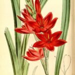 Pink Hesperantha flowers in botanical magazine illustration.