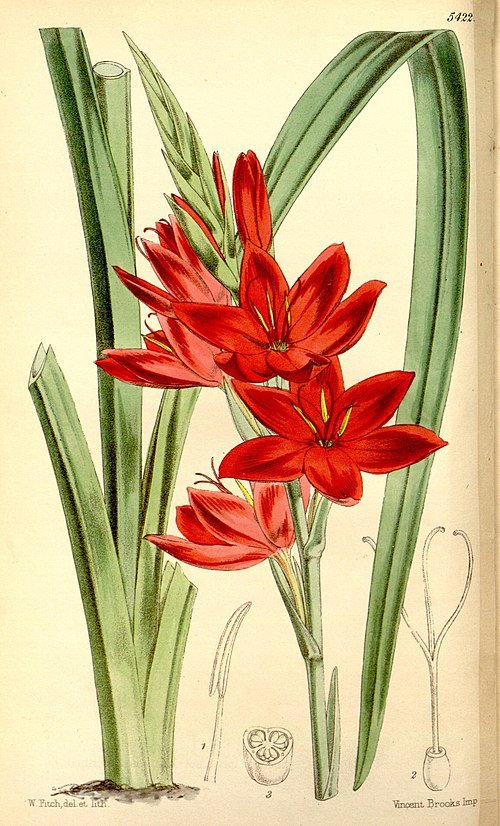 Pink Hesperantha flowers in botanical magazine illustration.