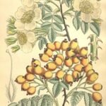 Rosa soulieana bloem op kleigrond, winterhard.