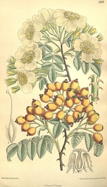 Rosa soulieana bloem op kleigrond, winterhard.