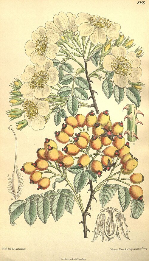 Rosa soulieana bloem op kleigrond, winterhard.