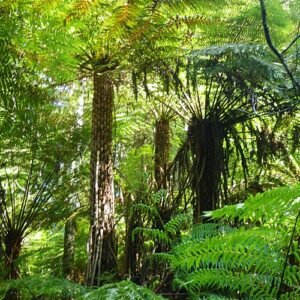 Cyathea australis boomvarenbladeren in close-up.
