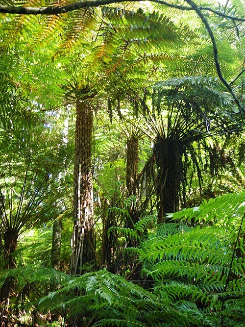 Cyathea australis boomvarenbladeren in close-up.