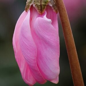 Cyclamen persicum bloemen op kleigrond.