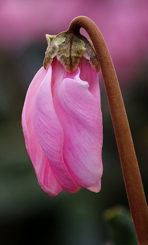 Cyclamen persicum bloemen op kleigrond.