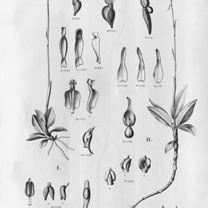 Microchilus orchidee bloem met groene bladeren - close-up.