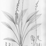 Bloeiende Hapalorchis orchideeën in wit en paars.