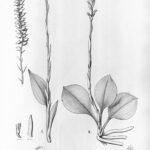 Mesadenella orchidee bloem in wit en groen, natuurlijke omgeving.
