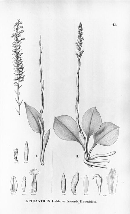 Mesadenella orchidee bloem in wit en groen, natuurlijke omgeving.