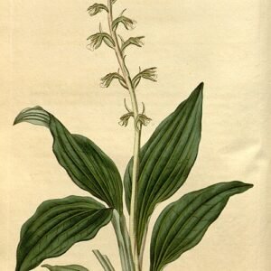 Orchidee Cyclopogon elatus met witte bloemen en langwerpige bladeren.