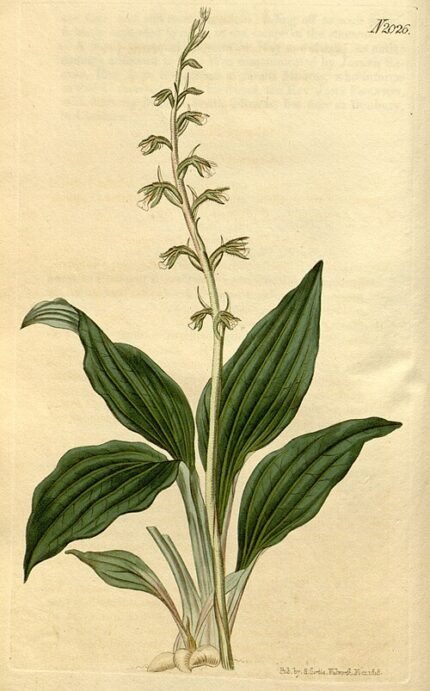 Orchidee Cyclopogon elatus met witte bloemen en langwerpige bladeren.