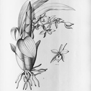 Cycnoches haagii orchidee bloem in volle bloei.