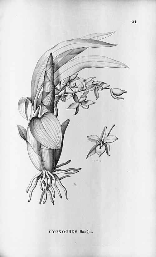 Cycnoches haagii orchidee bloem in volle bloei.