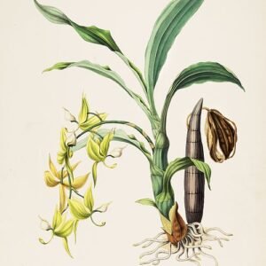Cycnoches ventricosum orchidee op botanische illustratie uit 1842.