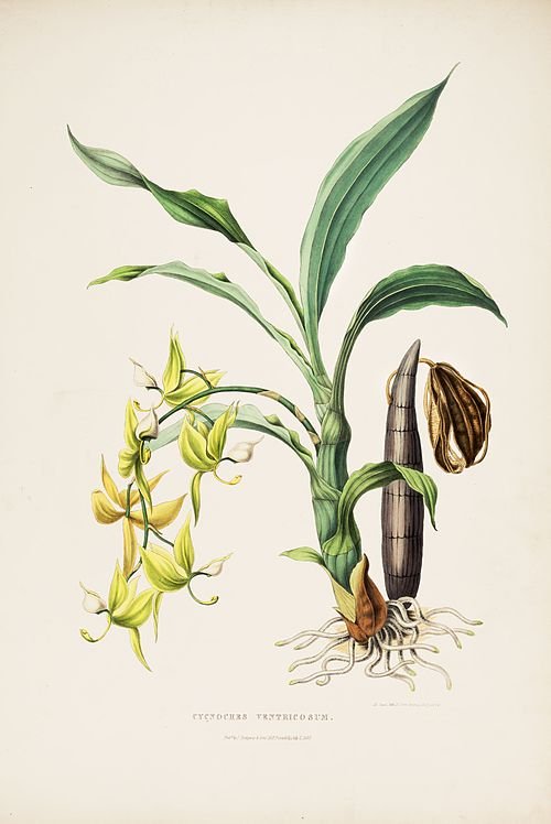 Cycnoches ventricosum orchidee op botanische illustratie uit 1842.