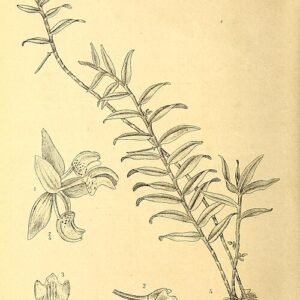 Purple and white Cylindrolobus orchid on green botanical illustration.