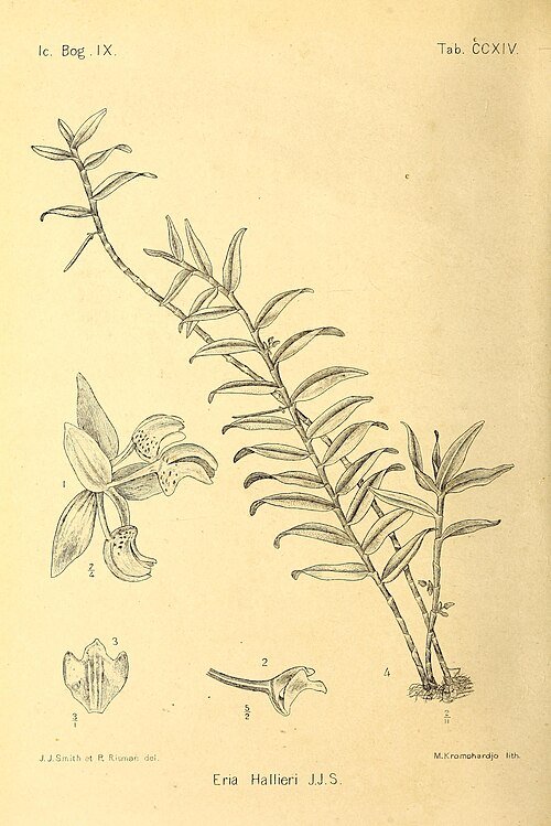 Purple and white Cylindrolobus orchid on green botanical illustration.