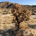 Elegante Cylindropuntia fosbergii cactus met platte bladeren.