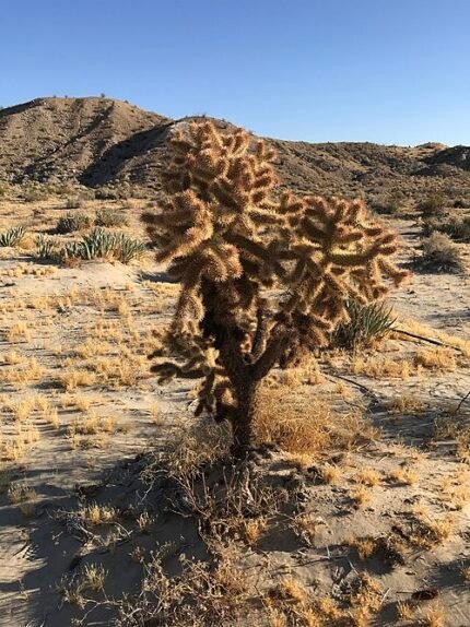 Elegante Cylindropuntia fosbergii cactus met platte bladeren.