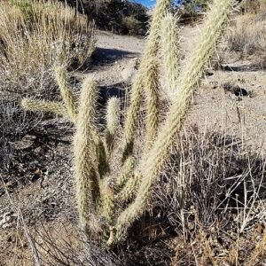 Cylindropuntia ganderi cactus met langwerpige groene stengels en gele bloemen.