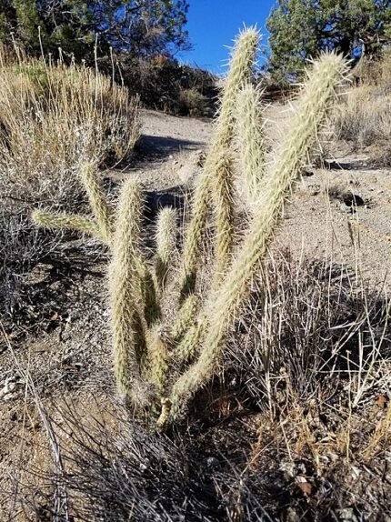 Cylindropuntia ganderi cactus met langwerpige groene stengels en gele bloemen.