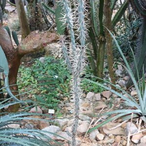 Cylindropuntia molesta cactus in Botanischer Garten Dresden.